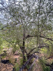 Sideroxylon peninsulare