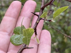 Sideroxylon peninsulare