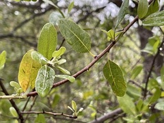 Sideroxylon peninsulare