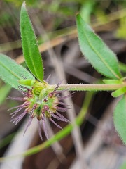 Opercularia hispida