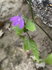 Justicia austrocapensis