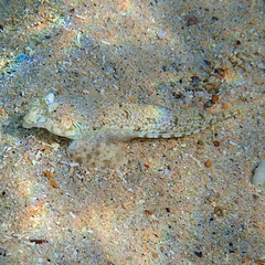 Diplogrammus goramensis