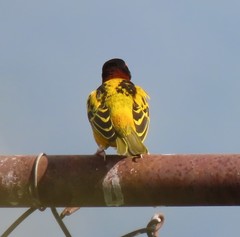 Ploceus cucullatus cucullatus