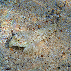 Diplogrammus goramensis