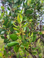 Persoonia cornifolia