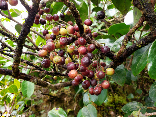 Antidesma platyphyllum