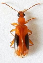 Statira nigromaculata