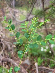 Phyllanthus gunnii