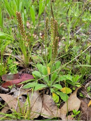Plantago cunninghamii