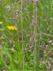 Poa labillardierei labillardierei