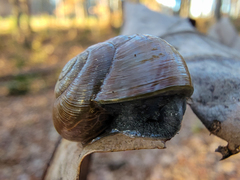 Mesomphix rugeli