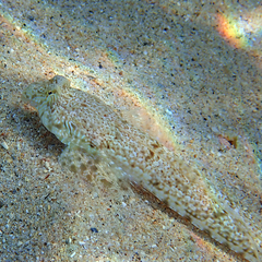 Diplogrammus goramensis