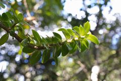 Columnea glabra