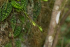 Cranichis reticulata