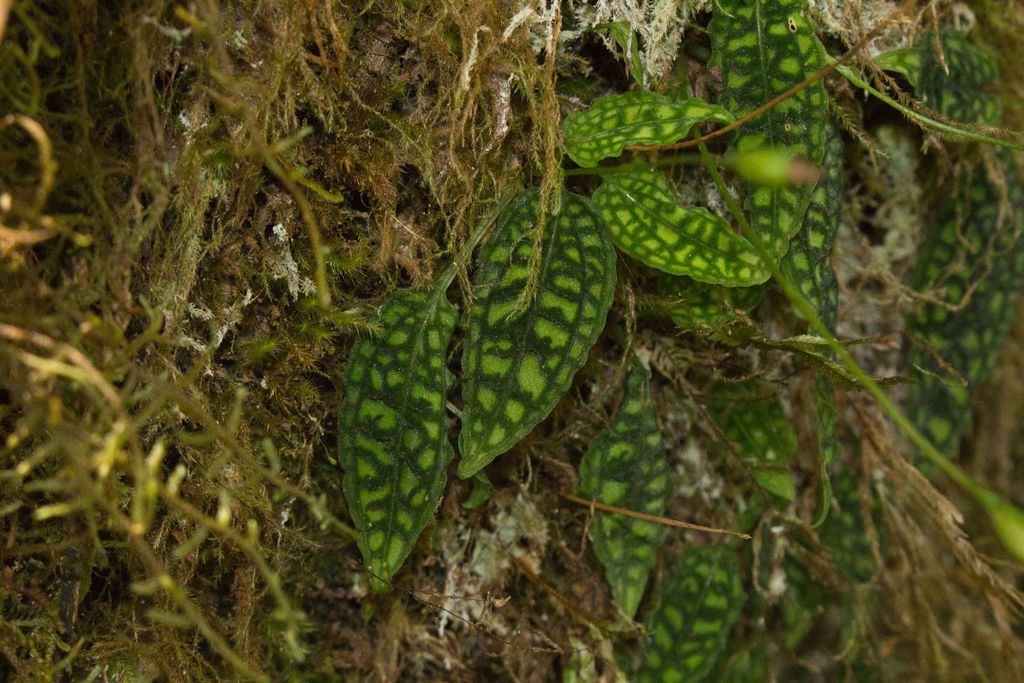 Cranichis reticulata