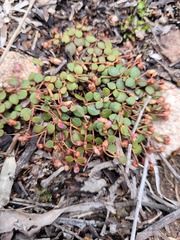 Portulaca bicolor
