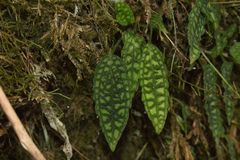 Cranichis reticulata