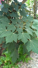 Sinopanax formosanus