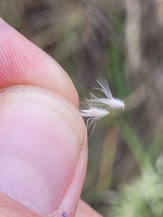Rytidosperma bipartitum