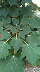 Sinopanax formosanus