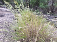 Rytidosperma bipartitum