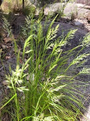 Rytidosperma longifolium