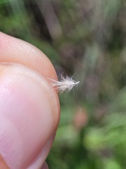 Rytidosperma longifolium