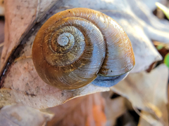 Mesomphix rugeli
