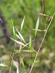 Rytidosperma tenuius