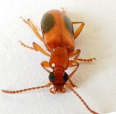 Statira nigromaculata