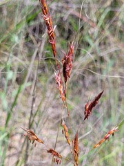 Sorghum leiocladum