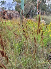 Sorghum leiocladum