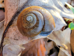 Mesomphix rugeli