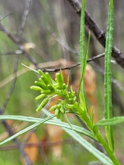 Senecio diaschides