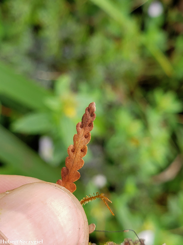 Adenophorus haalilioanus