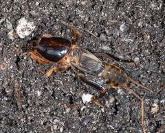 Gryllotalpa nitidula