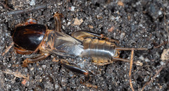 Gryllotalpa nitidula