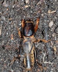 Gryllotalpa nitidula