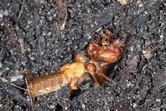 Gryllotalpa nitidula