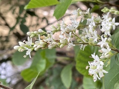 Ligustrum sinense