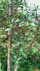 Rhamnus kanagusukii
