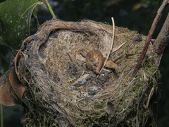 Sephanoides sephaniodes