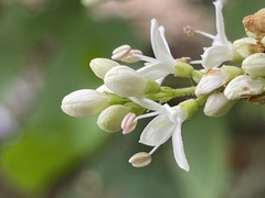 Ligustrum sinense