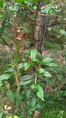 Rhamnus kanagusukii