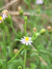 Vittadinia cuneata