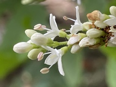 Ligustrum sinense