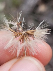Vittadinia cuneata