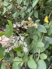 Ligustrum sinense