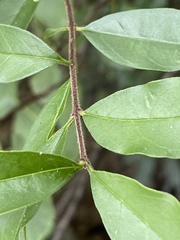 Ligustrum sinense