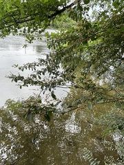 Ligustrum sinense